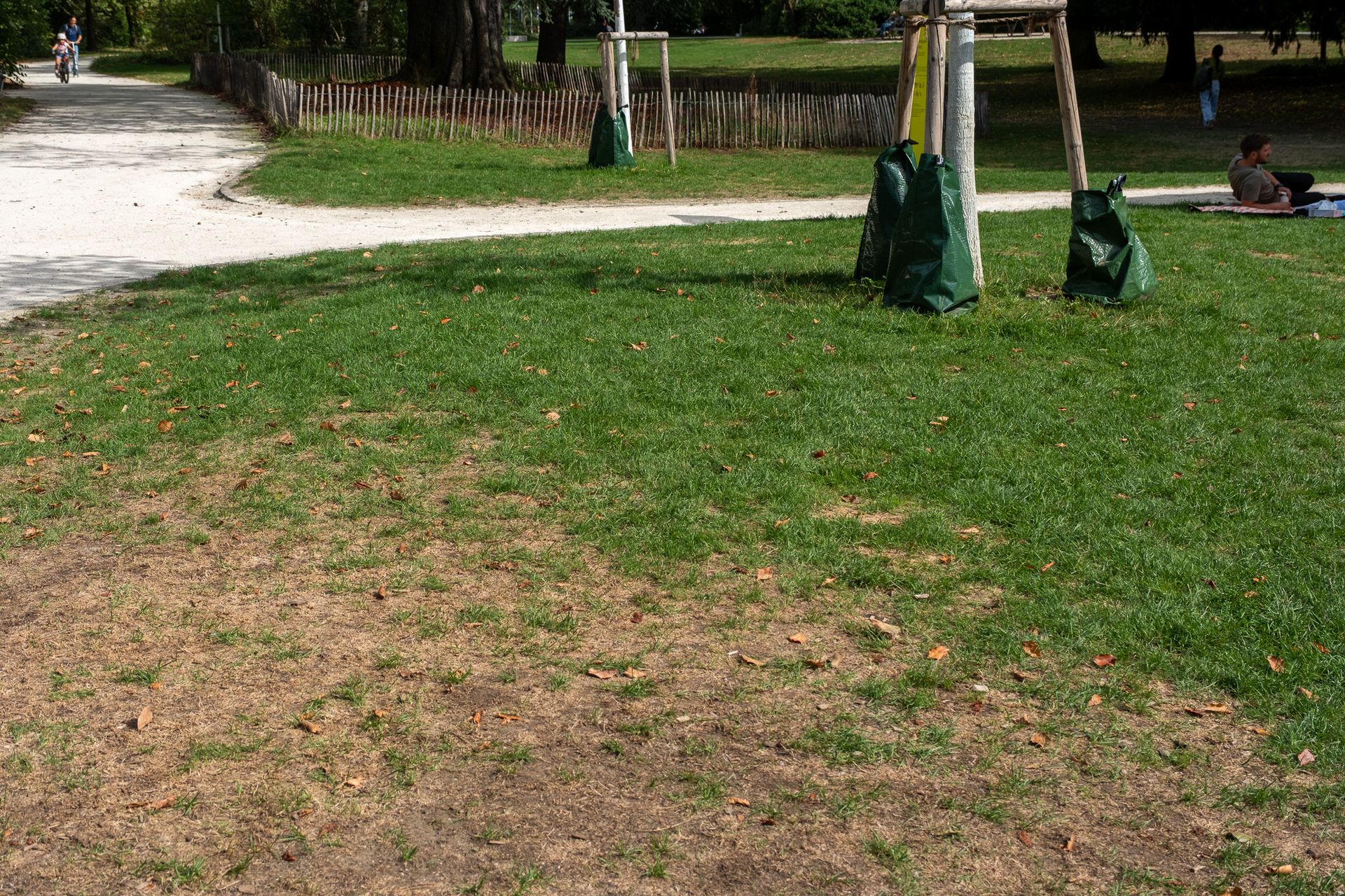 Spontan gewachsener Rasen nach ersten Niederschlägen nach Hitzesommer Foto von Rasen in einem Park, spontan angewachsen nachdem er im Hitzesommer 2026 komplett Braun war