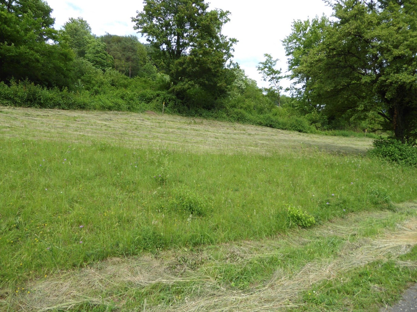 Foto einer Ökologisch gemähten Böschung mit Altgrasstreifen der stehen bleibt Foto einer Ökologisch gemähten Böschung mit Altgrasstreifen der stehen bleibt