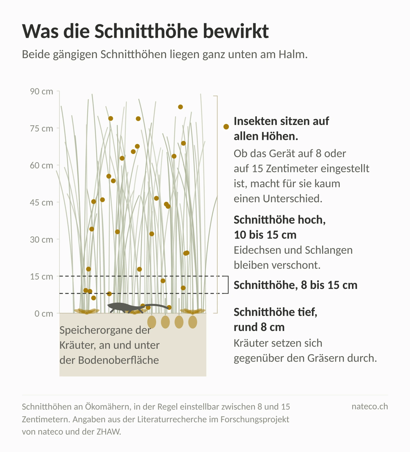 Grafik über die Wirkung unterschiedlicher Schnitthöhen von Ökomähern auf Insekten, Eidechsen, Schlangen, Kräuter und Gräser Grafik über die Wirkung unterschiedlicher Schnitthöhen von Ökomähern auf Insekten, Eidechsen, Schlangen, Kräuter und Gräser