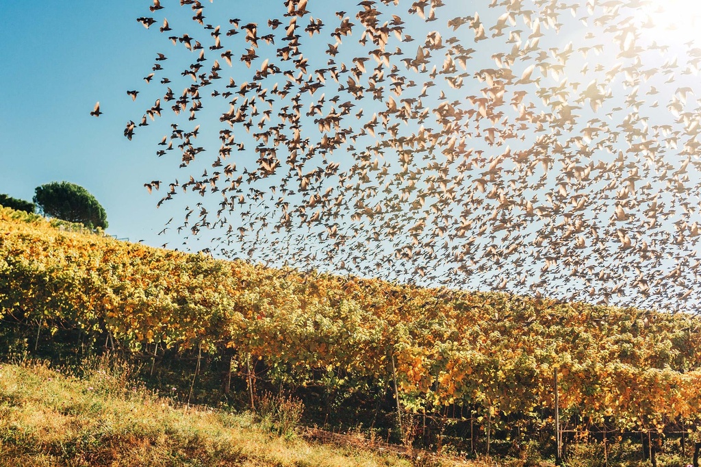 Windenergie: Vergleich von Radarsystemen zum Schutz der Zugvögel