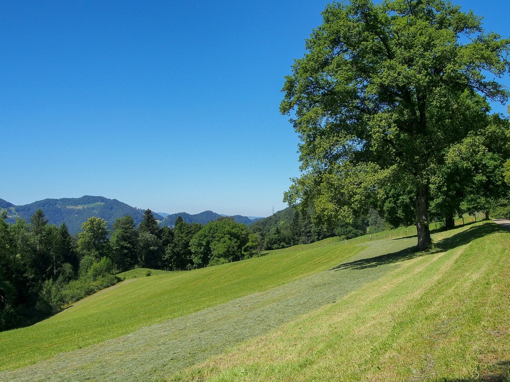 Windprojekt Meltingen: Grob- & Richtplanung Solothurn