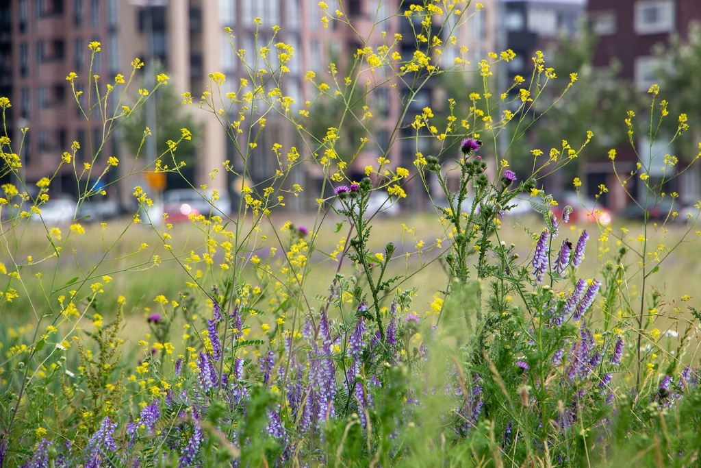 Biodiversität für Immobilien-Portfolios