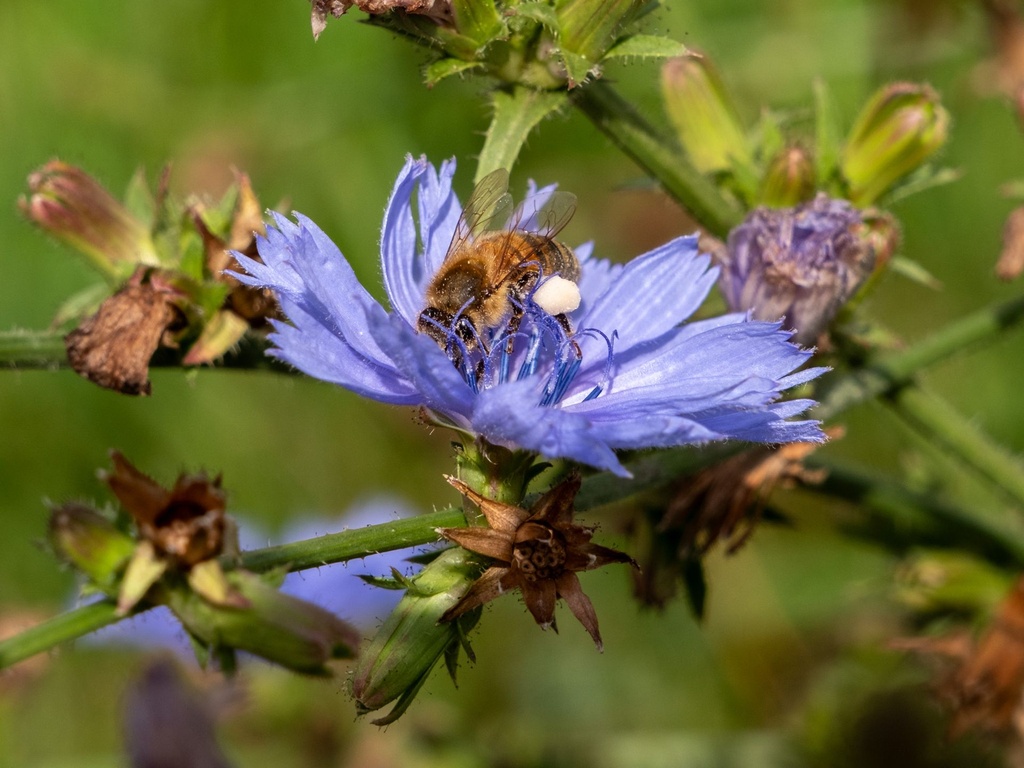 Aktionsplan Biodiversität im Siedlungsraum