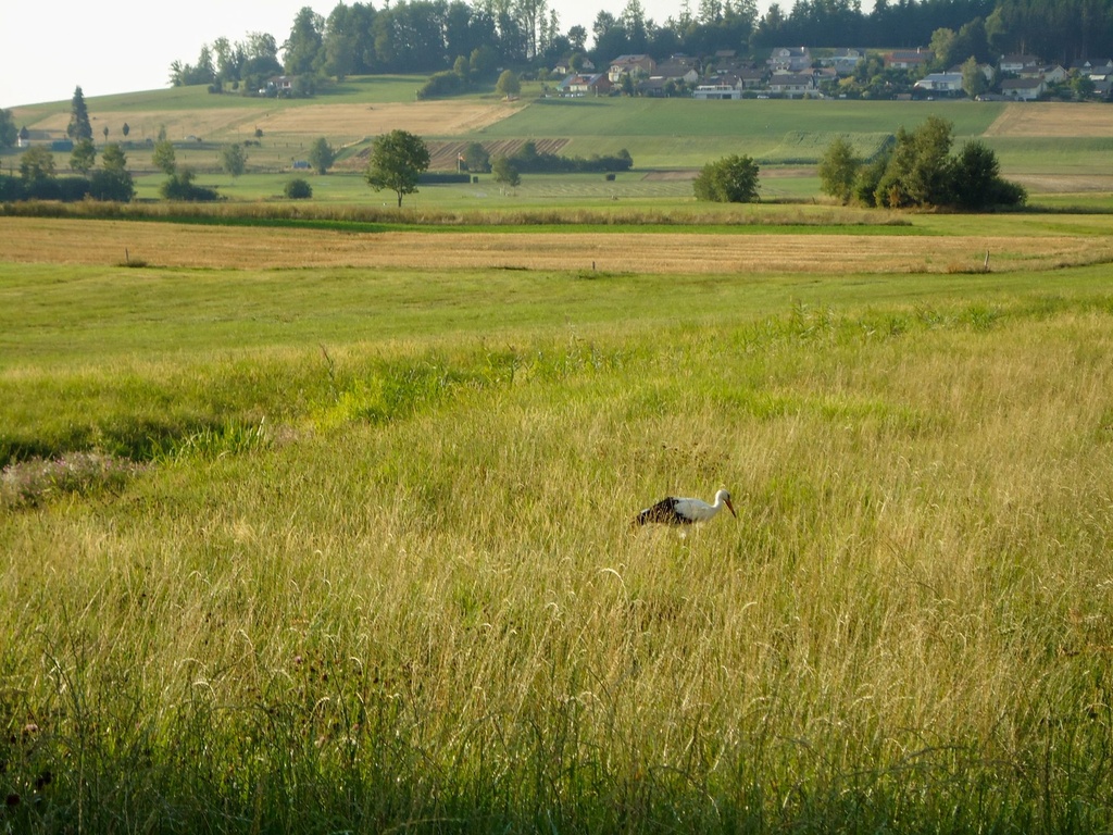 Windpark Lindenberg: Vogelschutz & Umweltverträglichkeit
