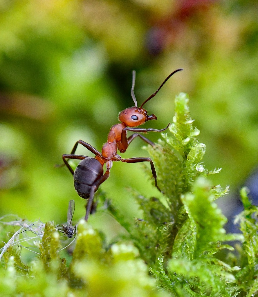 Beratungsstelle Ameisenschutz beider Basel