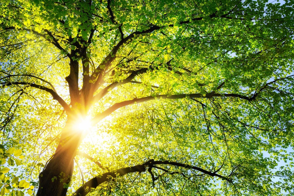 natINFO | Tree : Baumkataster-Software mit GIS-Integration